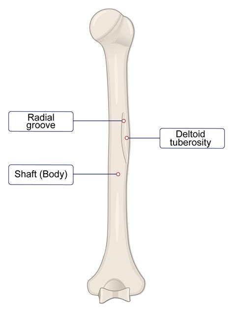 Groove Humerus at Mason Duckworth blog