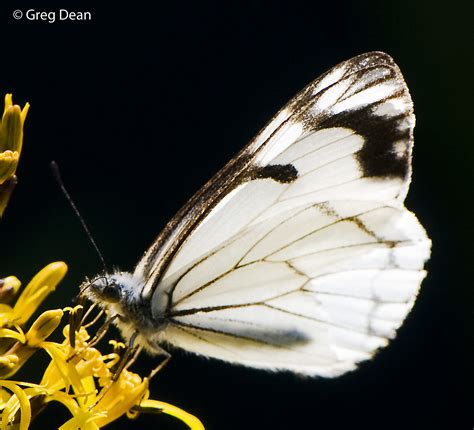 Family Pieridae (Whites and Sulphurs) | Butterflies and Moths of North America