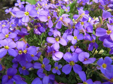Purple Flowers Bloom In Early Spring at Jane Whitsett blog