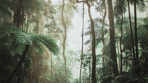 Download wallpaper 2048x1152 jungle, forest, liana, trees ultrawide ...