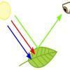 diagram of chlorophyll required for photosynthesis - Brainly.in