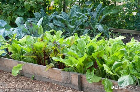 7月份这10种蔬菜可以种植，耐热耐旱，9-10月收获，菜农们别错过 - 知乎