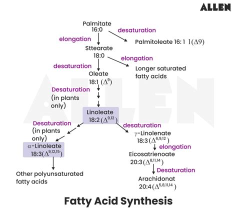 Fatty Acid Biosynthesis: Definition, Steps & Regulation