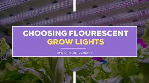Do Fluorescent Grow Lights Plants Best Grow Lights For Your Plants: