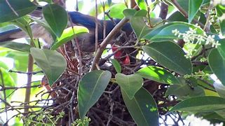 Image result for Blue Jay Nest