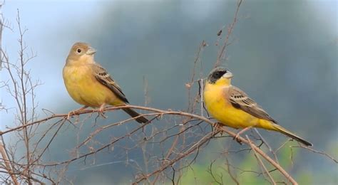 परदेशी पाहुण्यांना माणगावचे आकर्षण; युरोप, रशिया खंडातून भारीट ...
