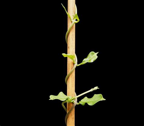How do climbing plants grow?