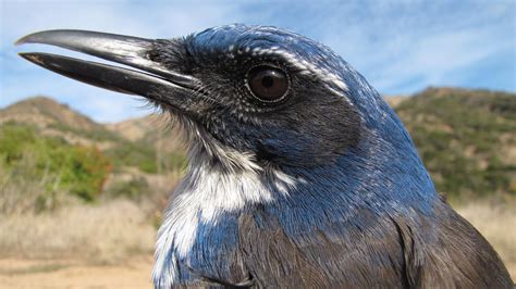 What the Island Scrub-Jay Means for Conservation | Audubon