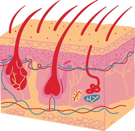 Skin Human Organ composition anatomy of human skin 35386461 Vector Art at Vecteezy