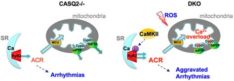 Genetic Inhibition of Mitochondrial Permeability Transition Pore ...