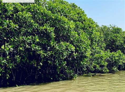 LAGOON BREEZE BOAT TOURS NEGOMBO (2026) All You Need to Know BEFORE You ...