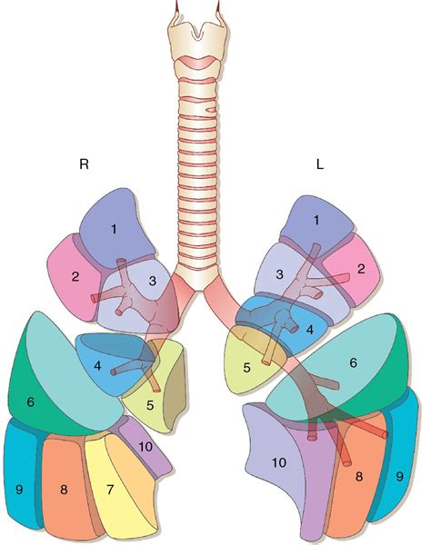 Lung Lobe Anatomy