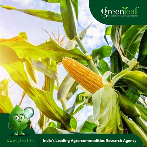 Strengthening maize value chains in Nepal