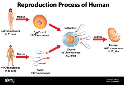 Reproduction in Humans Whole Process 的图像结果