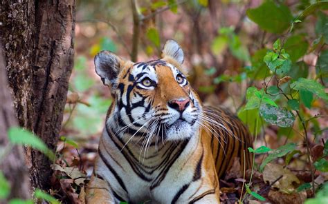 Bengal Tiger Bing Wallpaper 的图像结果