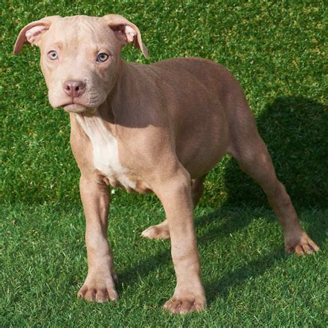 Red Nose American Pitbull Puppy - PITBULL TERRIER KENNEL