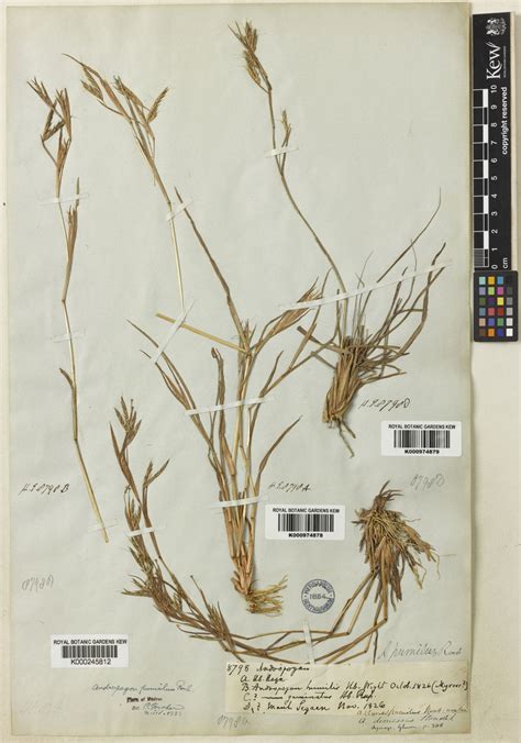 Andropogon pumilus Roxb. | Plants of the World Online | Kew Science