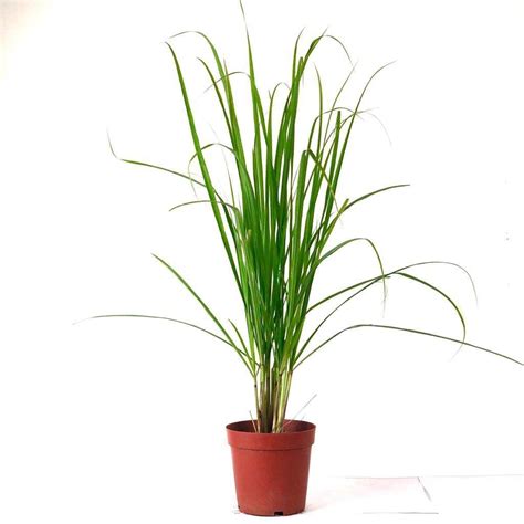 Lemon Grass Plant - URBANO.IN Lemon Grass Plant