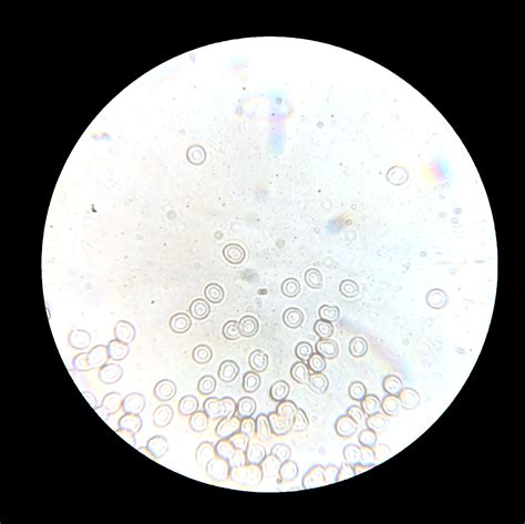 How To Describe Cells Under A Microscope at Herbert Yamasaki blog