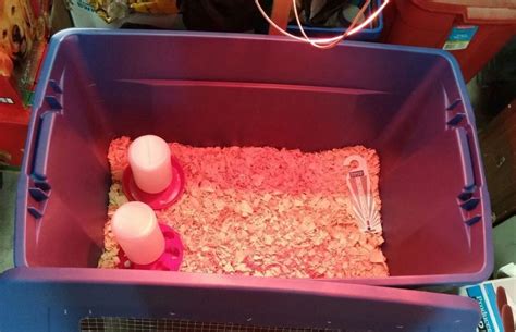 Chicken Brooder Ideas 的图像结果