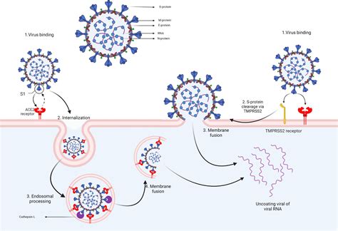 Frontiers | Influenza A, Influenza B, and SARS-CoV-2 Similarities and Differences – A Focus on ...