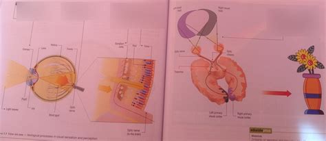 Image result for Visual Perception Meaning