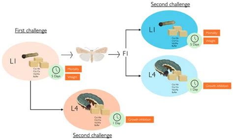 Insects | An Open Access Journal from MDPI