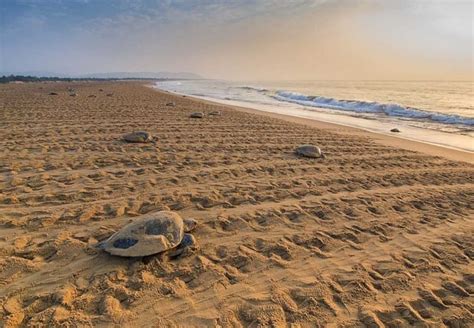 Here Are 7 Indian Beaches Where You Can Spot The Magnificent Olive ...