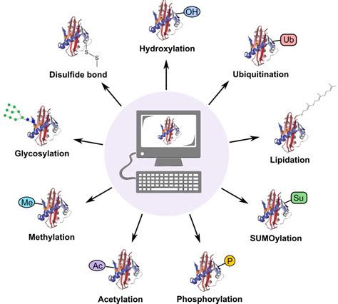 Most Common Post Translation Modification of Protein 的图像结果