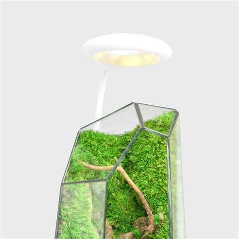 Wooden base with Warm Light – Nature’s Pod