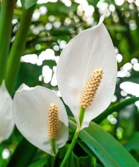 How to fertilize a peace lily and when to do it | Homes and Gardens