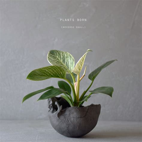 plants born （reverse skull）dark gray フィロデンドロン・バーキン | echidna