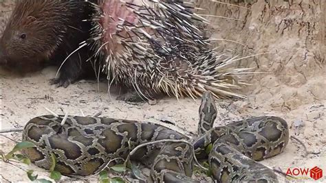 Image result for Porcupine Python