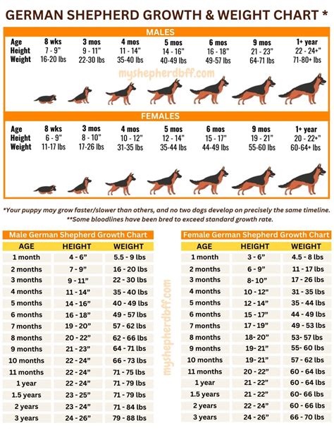 German Shepherd Growth & Weight Chart: MALE & FEMALE HEIGHT & WEIGHT