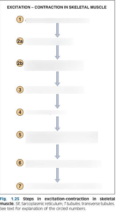 Image result for Exploding Muscle