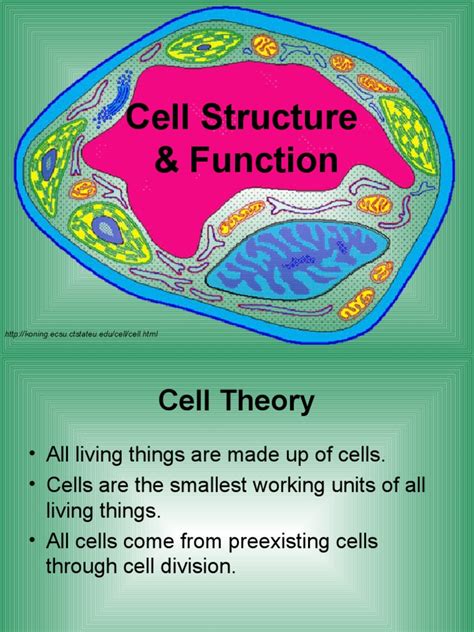 Image result for Cellular Structure and Function