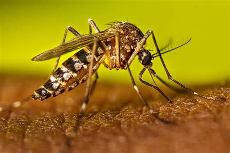 50 Facts About Dengue Fever - Facts.net