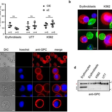 Image result for Adhesion Cell Sorting