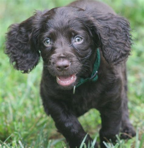 Purchasing a Boykin Spaniel Puppy: A Guide for the Responsible Buyer