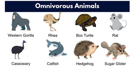 Omnivore Animals- Names, List and Examples