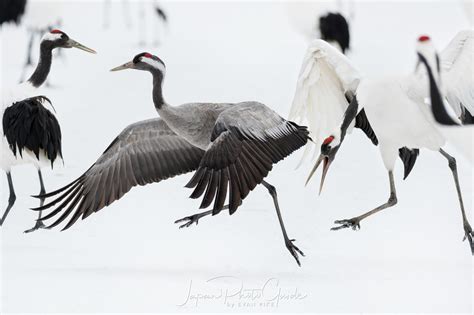 2018 Winter Wildlife Tour of Japan | Japanese Red Crowned Cranes ...