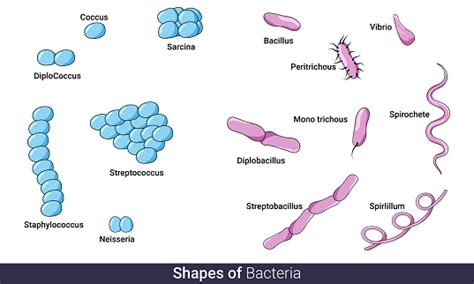 Image result for Classification of Bacteria