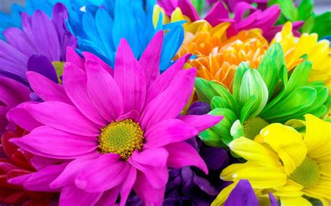 2K Quad HD Rainbow Daisy Bouquet — Yellow, Blue & Purple