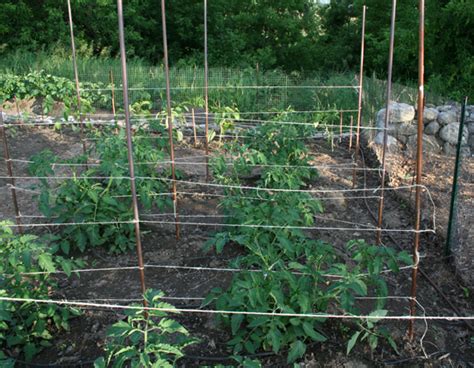 Staking Tomatoes with String 的图像结果