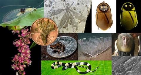 Top 10 New Species of 2012: Glow-In-The-Dark Cockroach, Snail-Eating ...