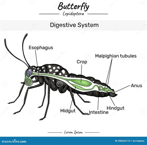 Butterfly Digestive System with Insect Body Stock Vector - Illustration ...