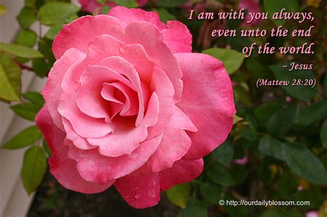 Image result for Beautiful Roses with Scripture