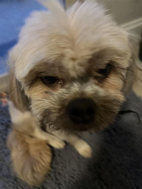 peed on the floor : r/BadDogs