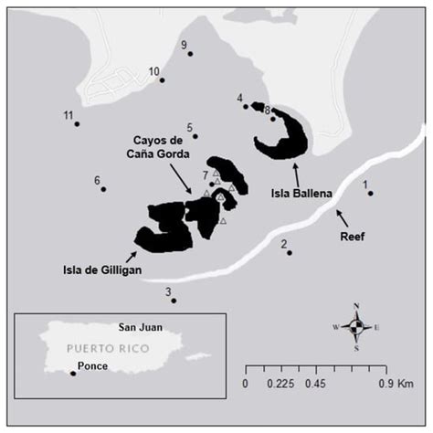 Food Web Connectivity in a Mangrove–Seagrass–Patch Reef (MSP) Seascape ...