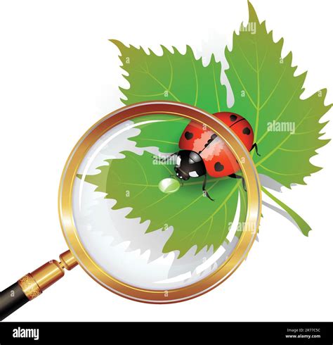 Illustration of a ladybug on leaf seen by a magnifying glass Stock ...